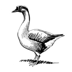 Goose Sketch