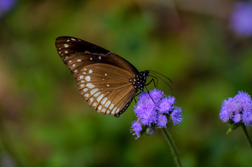 Common Butterfly