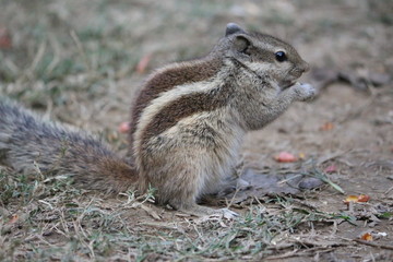 squirrel eating food