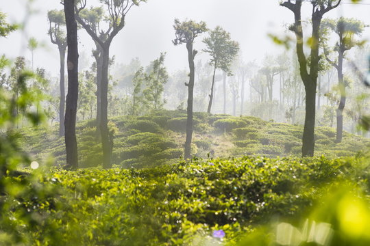 Sunrise at tea plantations, Haputale, Sri Lanka Hill Country, Nuwara Eliya District, Sri Lanka 