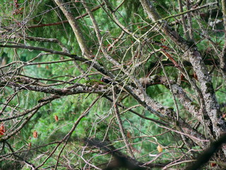 Birds of Nature