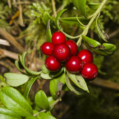 Vaccinium vitis-idaea, Ripe cowberry, small bush with berries and leaves macro, selective focus, shallow DOF