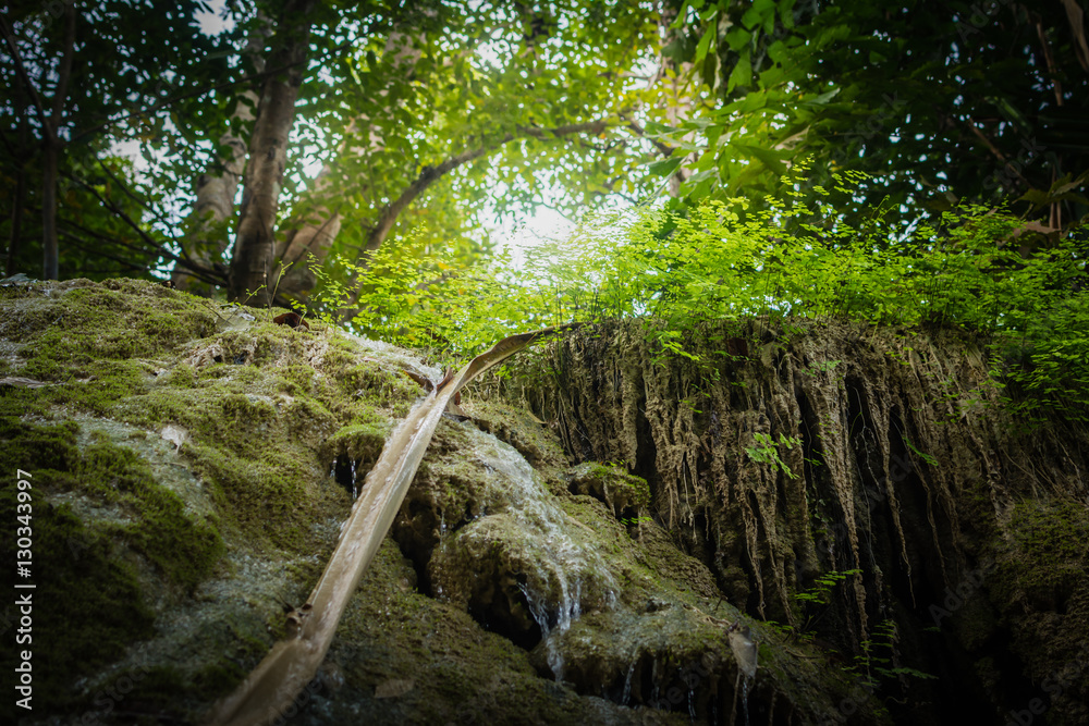 Wall mural Maidenhair fern on the precipice of a waterfall in forest at Erawan National Park - A beautiful waterfall on the River Kwai. Kanchanaburi, Thailand