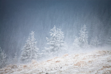 Christmas background with snowy fir trees in the mountains