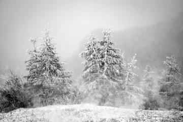 Christmas background with snowy fir trees in the mountains