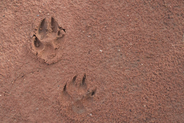 Dog footprints on the red soil