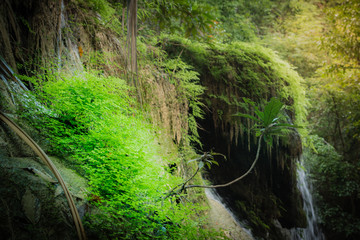 Maidenhair fern on the precipice of a waterfall in forest at Erawan National Park - A beautiful waterfall on the River Kwai. Kanchanaburi, Thailand