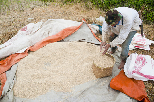 Rice paddy field worker sorting, collecting and drying out rice, Bandung, Java, Indonesia