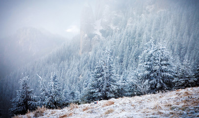 Christmas background with snowy fir trees in the mountains