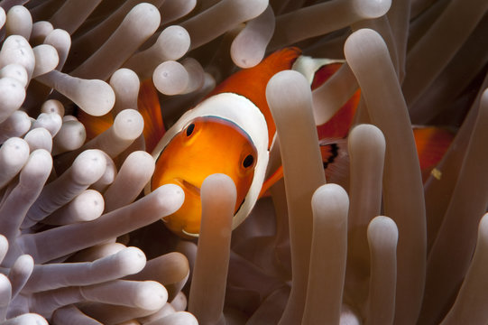 Clark's anemonefish (Amphiprion clarkii), Komodo, Indonesia