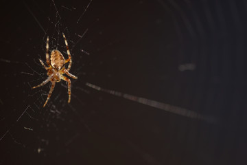 macro spider on the web