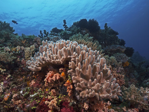 Tropical coral garden, tropischer Korallengarten