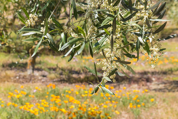 closeup of olive tree flowers in olive grove