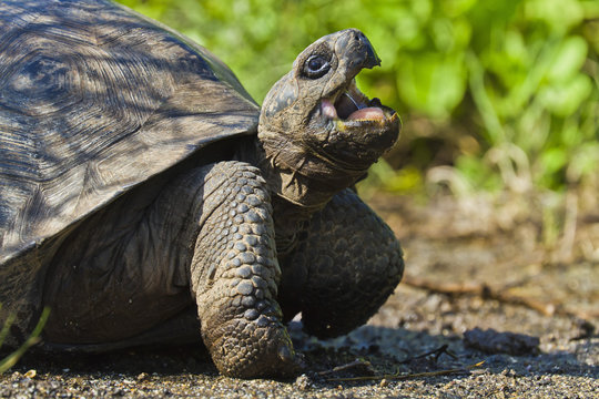Wild Galapagos tortoise (Geochelone elephantopus), Urbina Bay, Isabela Island, Galapagos Islands, Ecuador