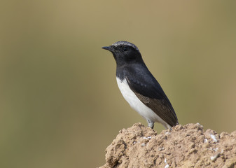 Obraz premium Variable Wheatear (Oenanthe picata)