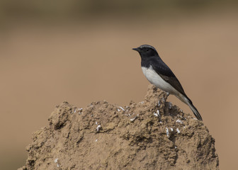 Variable Wheatear (Oenanthe picata)