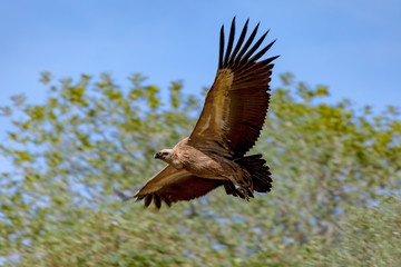 Griffon Vulture, (Gyps fulvus)