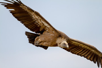 Griffon Vulture, (Gyps fulvus)