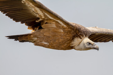 Griffon Vulture, (Gyps fulvus)