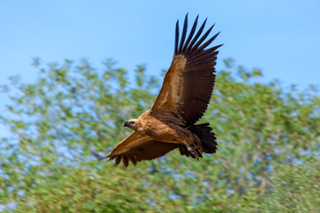 Griffon Vulture, (Gyps fulvus)