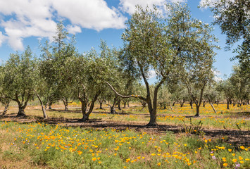 olive trees in grove with meadow flowers