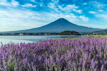 富士山とラベンダー