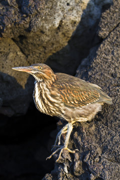 Lava heron (striated heron) (Butorides striata), Puerto Egas, Santiago Island, Galapagos, Ecuador.