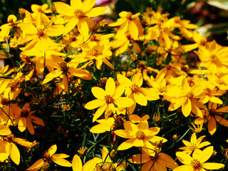 Coreopsis verticillata 'Zagreb' - whorled tickseed  