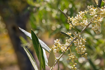 closeup of olive tree flowers in bloom