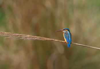 Photo of a common Kingfisher Alcedo atthis