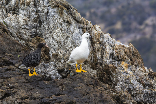 Breeding pair of kelp geese (Chloephaga hybrida), Wildlife Conservation Society Preserve of Karukinka, Strait of Magellan, Chile