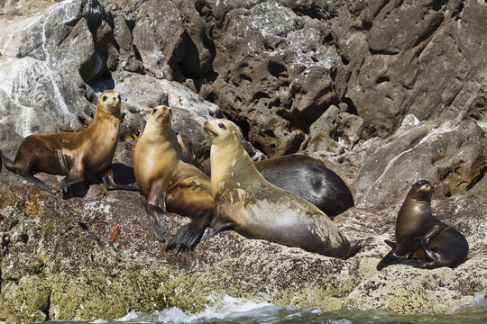 California sea lions (Zalophus californianus), Los Islotes, Baja California Sur, Gulf of California (Sea of Cortez), Mexico