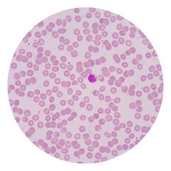 Blood cells on white background.