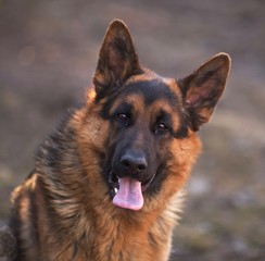 german shepherd