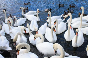 Papier Peint photo Lavable Cygne A Flock of Swan in the River Thames