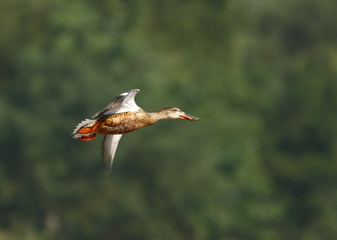 Northern Shoveler duck in flight