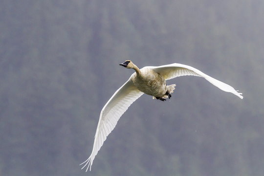 Adult trumpeter swan (Cygnus buccinator) near LeConte Glacier outside Petersburg, Southeast Alaska 