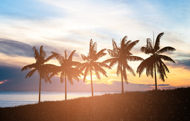 Dark silhouettes of coconut