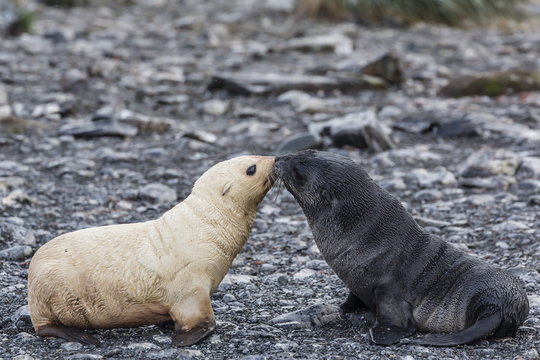 Leucistic Antarctic fur seal (Arctocephalus gazella) pup, Prion Island, Bay of Isles, South Georgia, South Atlantic Ocean