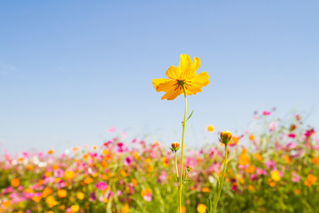 cosmos flowers