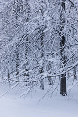 Poplars in snowy winter