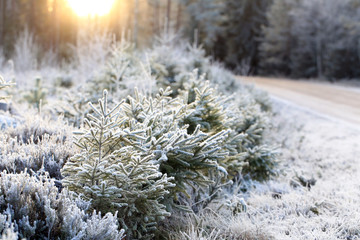 Natural Winter Landscape of Frosted Forest and Midwinter Sun