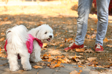 Woman walking with cute dog in park
