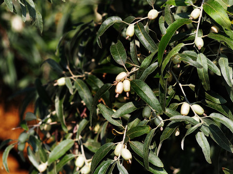 Oleaster, Russian olive - Elaeagnus angustifolia  