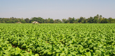 Fototapeta na wymiar Tobacco farm