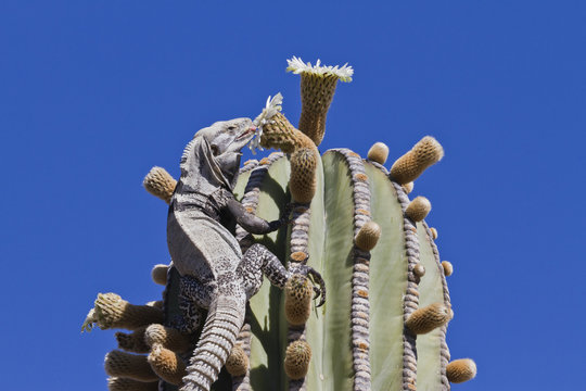 San Esteban spiny-tailed iguana (Ctenosaura conspicuosa) on cardon cactus, Isla San Esteban, Gulf of California (Sea of Cortez), Baja California, Mexico