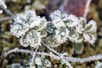 Frost and Ice Crystals on Cowberry Plant