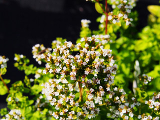 Golden oregano, Origanum vulgare 'Thumble's Variety' in full bloom  