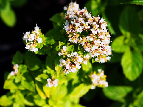 Golden oregano, Origanum vulgare 'Thumble's Variety' in full bloom  