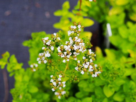 Golden oregano, Origanum vulgare 'Thumble's Variety' in full bloom  